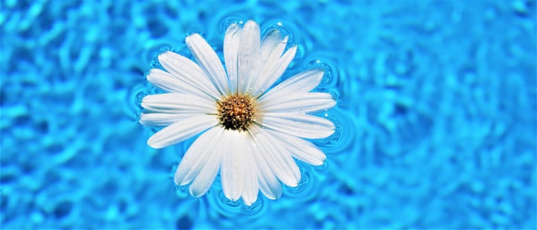 Blüte treibt auf Wasser - Sinnbild für treibenden Chlorschwimmer