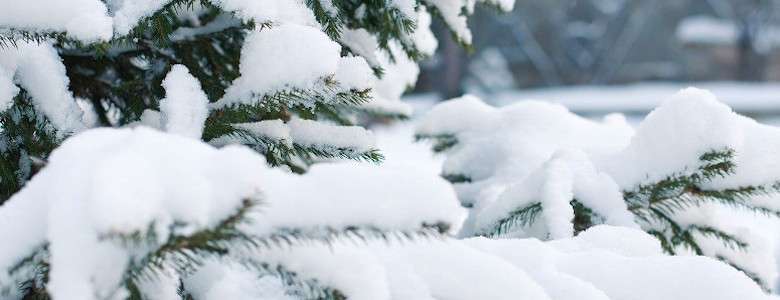 Schnee auf Tannenzweigen: Perfekte Stimmung für Baden im Whirlpool 