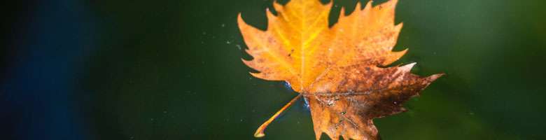 Skimmer kaufen - Blatt